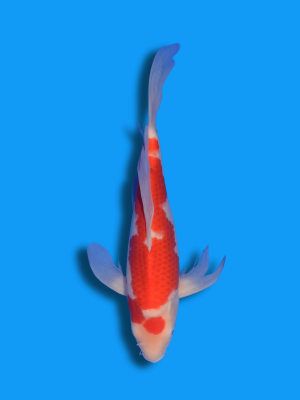 Butterfly Kohaku | Koi&Co.